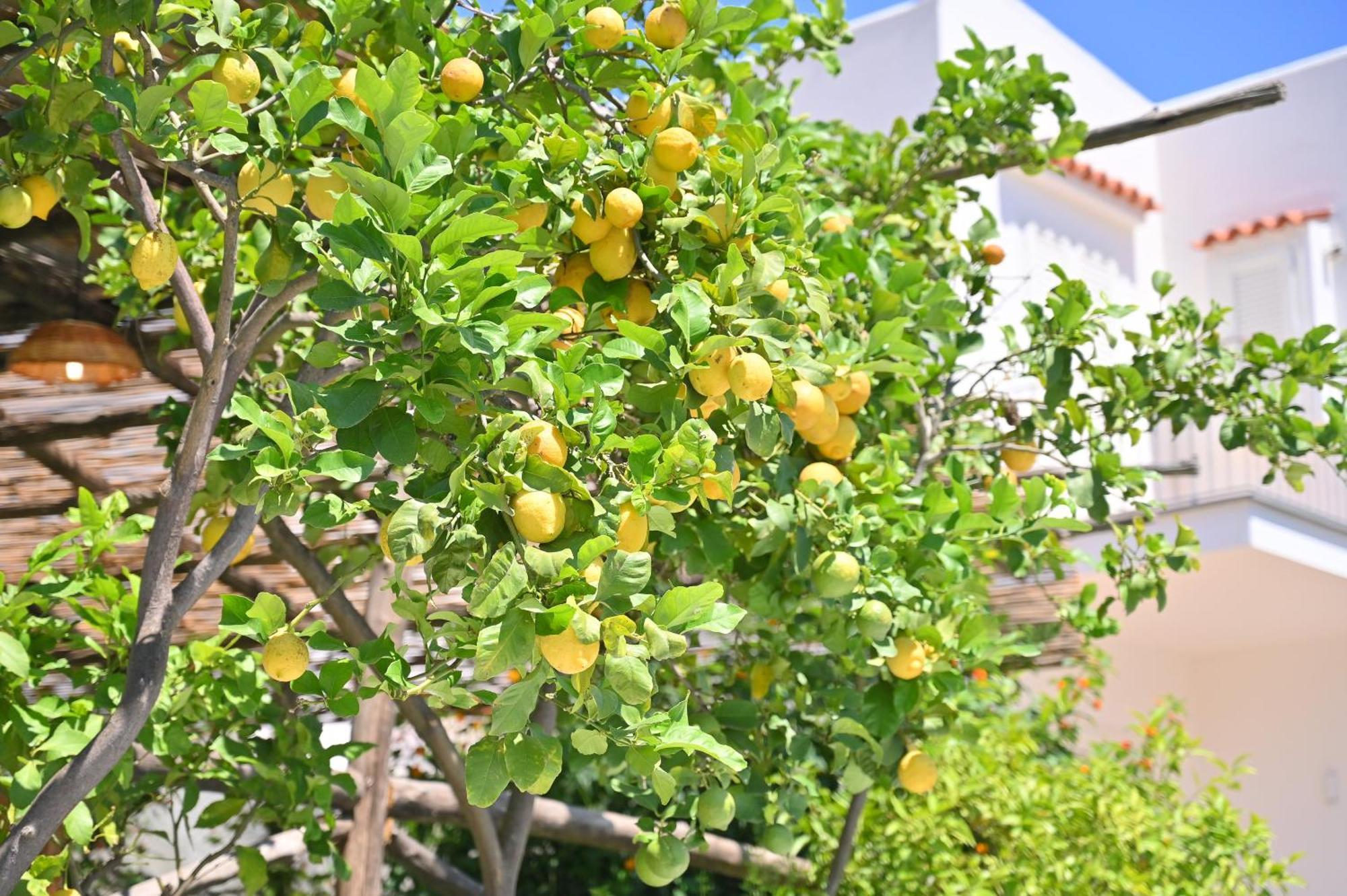 La Rosa - Luxury B&B Ίσκια Εξωτερικό φωτογραφία